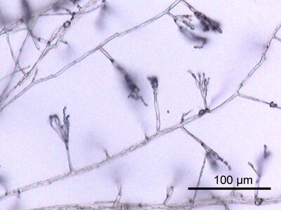 Penicillium