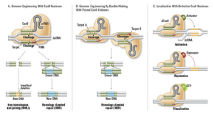 CRISPR-01-goog