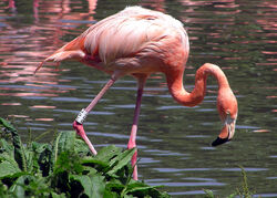 Caribbean Flamingo