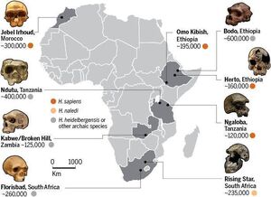 Anthropidae-Africa-01-goog