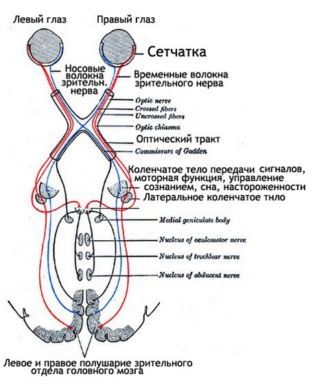 Зрительная сенсорная система картинки