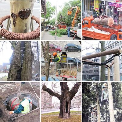 Arboriculture