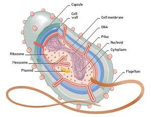 Bacteria-02-goog