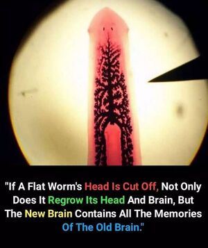 Brain-memory-worm-01-goog