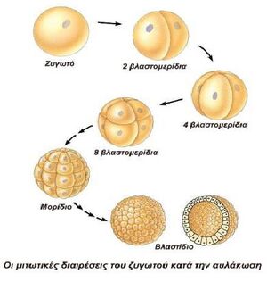 Mitosis-01-goog