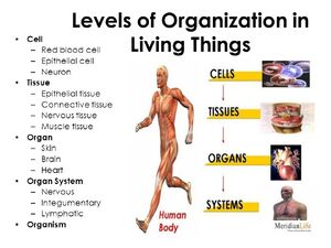 Organism-01-goog