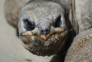 Animals-Tortoise-02-goog