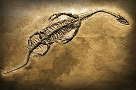 Fossil-01-goog