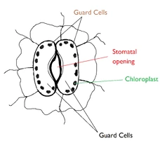 Stomata