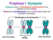 Prophase-Synapsis-chromosomes-tetrad-01-goog