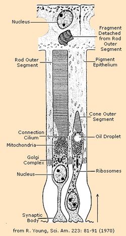 Rod cone cells