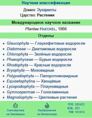 Растения