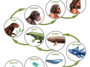 Evolution-Cell-Human-01-goog