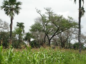 Faidherbia albida