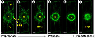 Preprophase