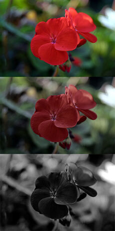 Red geranium photoic mesopic scotopic