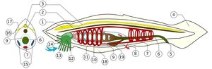 BranchiostomaLanceolatum PioM