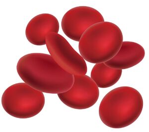 Red-Blood-Cell-01-goog