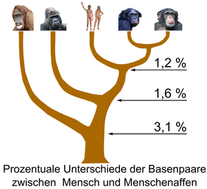 Hominidae-wik