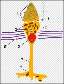 Cone cell++