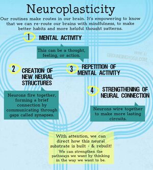 Neuroplasticity-01-goog