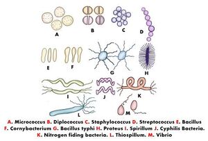 Bacteria-04-goog