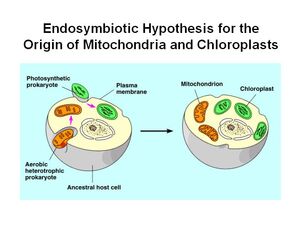 Endosymbiosis-01-goog