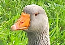 Bayer filter cropped