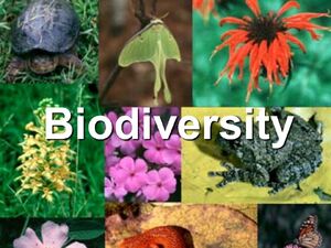 Biodiversity-01-goog