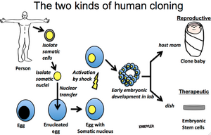 Cloning-04-goog