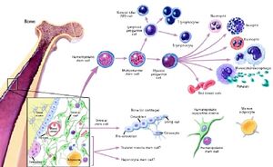 Cells-Stem-01-goog