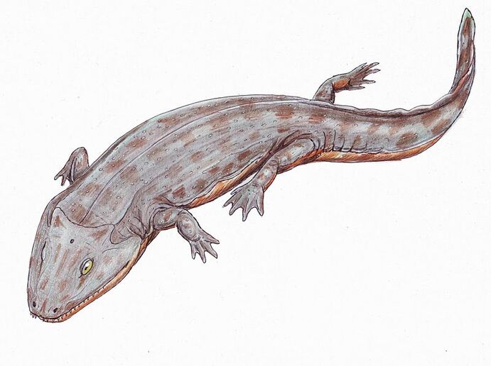 800px-Iberospondylus1DB