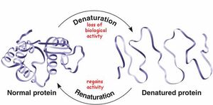 Denaturation-protein-01-goog