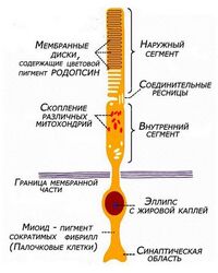 Palotshki setchatki+