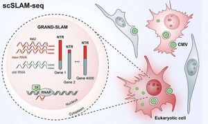 Virus-attack cell-01-goog