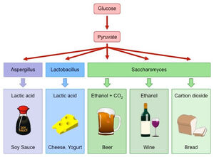 Fermentation-01-goog