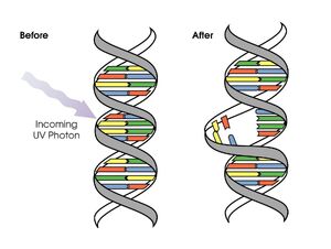 Mutation-02-goog