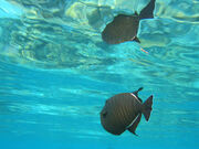 Black triggerfish