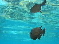 Black triggerfish