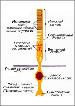 Palotshki setchatki++