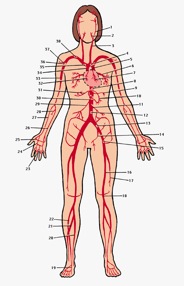Как расположены артерии у человека фото