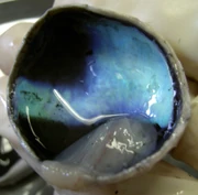 Calf-Eye-Posterior-With-Retina-Detached-2005-Oct-13
