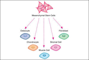 Cells-Mesenchymal-01-goog