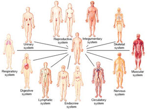 Organ-Systems-01-goog