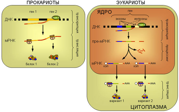 RealisationOfGenesInProEucaryotes