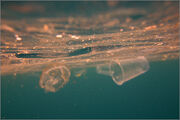 Sinai Red sea ecological disaster Nabq nature reserve