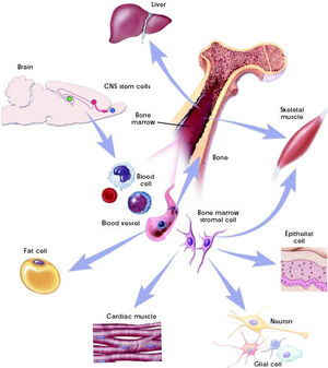 Cells-Stem-02-goog