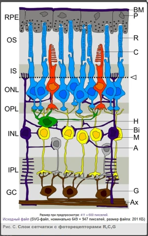 Retina layers