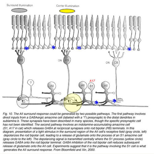 The AII surround response could be generated