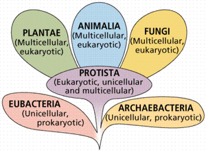 Biology-01-goog